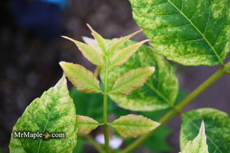 - Cedrela sinensis 'Flamingo' Pink Chinese Mahogany - Mr Maple │ Buy Japanese Maple Trees