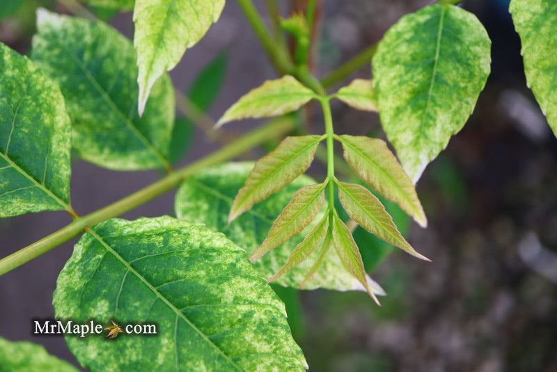 - Cedrela sinensis 'Flamingo' Pink Chinese Mahogany - Mr Maple │ Buy Japanese Maple Trees