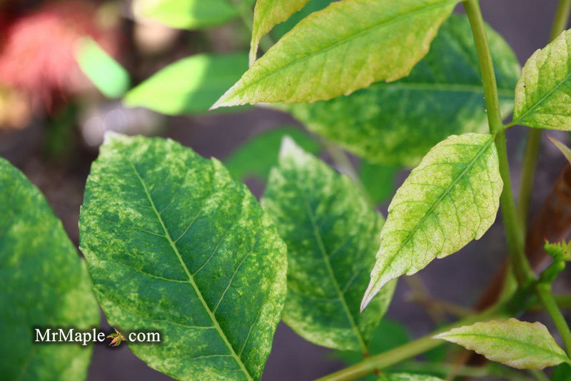 - Cedrela sinensis 'Flamingo' Pink Chinese Mahogany - Mr Maple │ Buy Japanese Maple Trees