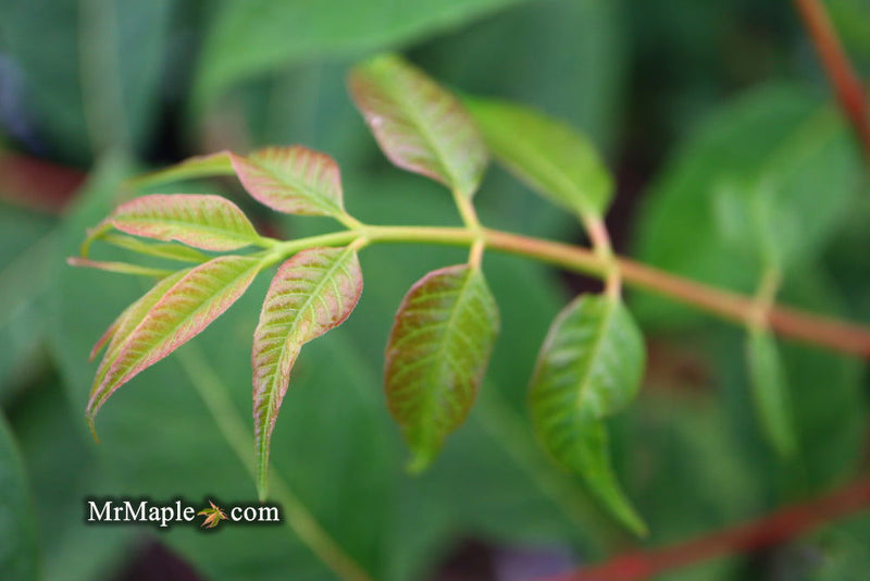 - Cedrela sinensis 'Flamingo' Pink Chinese Mahogany - Mr Maple │ Buy Japanese Maple Trees
