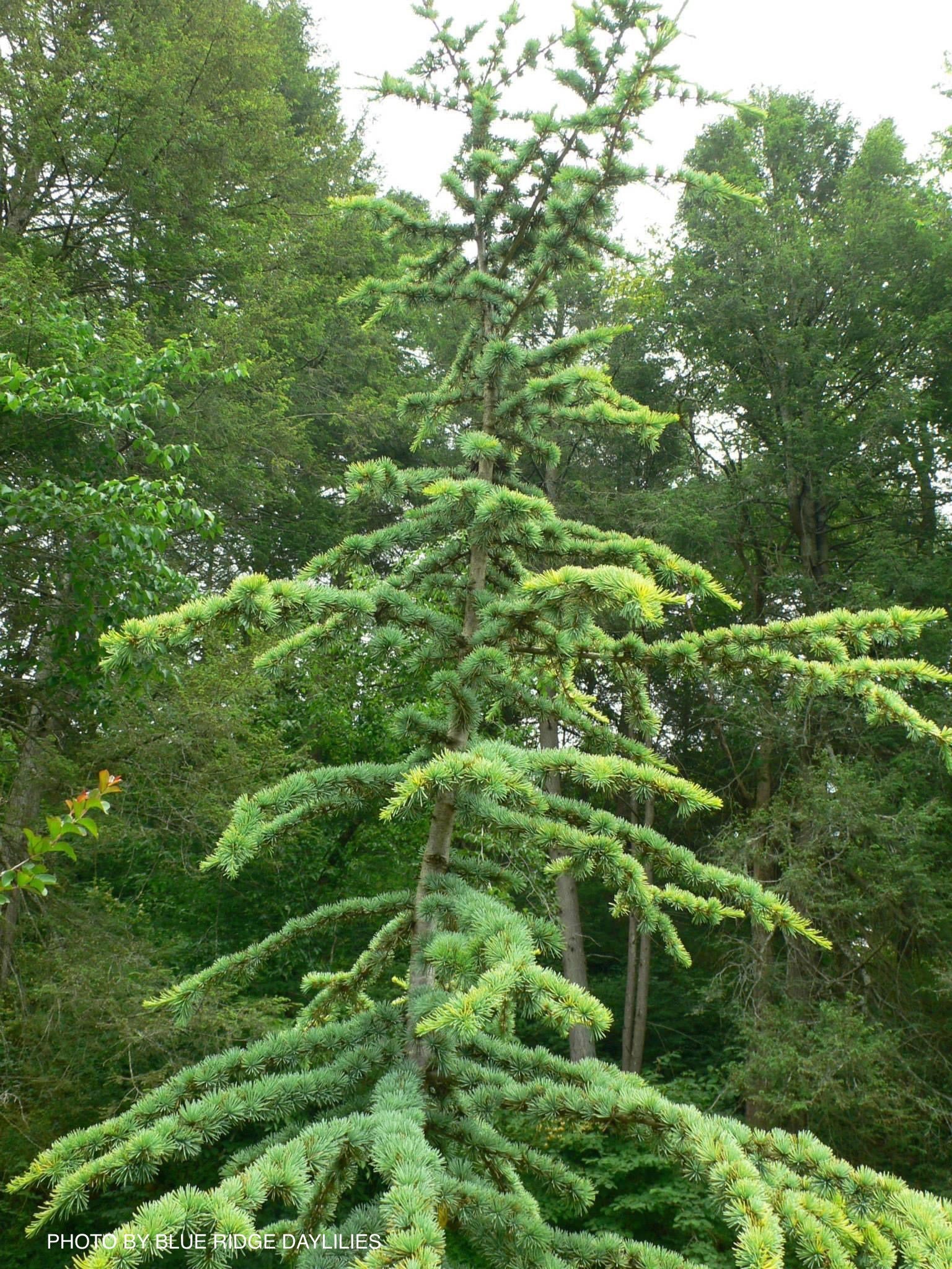 Buy Cedrus atlantica 'Aurea' Golden Atlas Cedar — Mr Maple │ Buy
