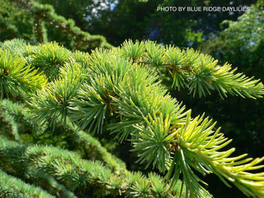 - Cedrus atlantica 'Aurea' Golden Atlas Cedar - Mr Maple │ Buy Japanese Maple Trees