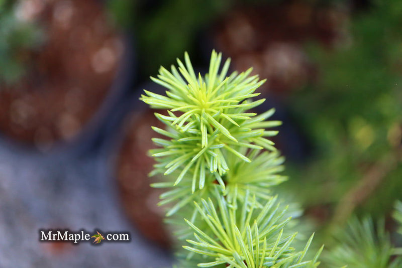 - Cedrus atlantica 'Fastigiata' Narrow Atlas Cedar - Mr Maple │ Buy Japanese Maple Trees