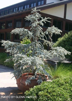 Buy Cedrus atlantica 'Glauca' Blue Atlas Cedar  Mr Maple  Buy Japanese  Maple Trees