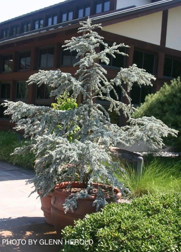 - Cedrus atlantica 'Glauca' Blue Atlas Cedar - Mr Maple │ Buy Japanese Maple Trees
