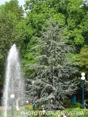 - Cedrus atlantica 'Glauca' Blue Atlas Cedar - Mr Maple │ Buy Japanese Maple Trees