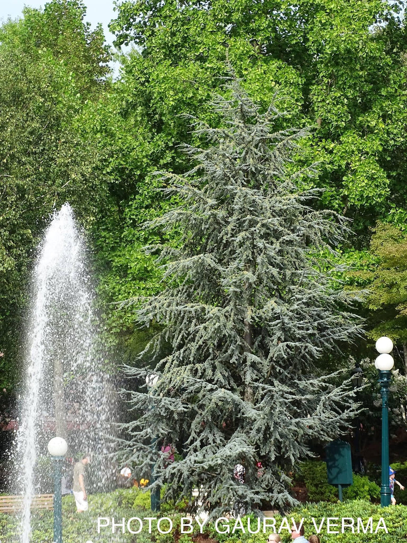 - Cedrus atlantica 'Glauca' Blue Atlas Cedar - Mr Maple │ Buy Japanese Maple Trees