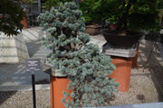 - Cedrus atlantica 'Glauca' Blue Atlas Cedar - Mr Maple │ Buy Japanese Maple Trees