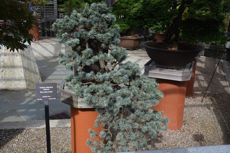 - Cedrus atlantica 'Glauca' Blue Atlas Cedar - Mr Maple │ Buy Japanese Maple Trees