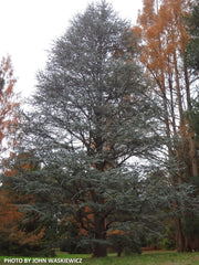 - Cedrus atlantica 'Glauca' Blue Atlas Cedar - Mr Maple │ Buy Japanese Maple Trees