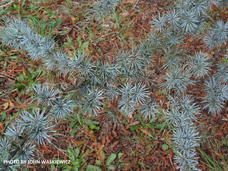 - Cedrus atlantica 'Glauca' Blue Atlas Cedar - Mr Maple │ Buy Japanese Maple Trees