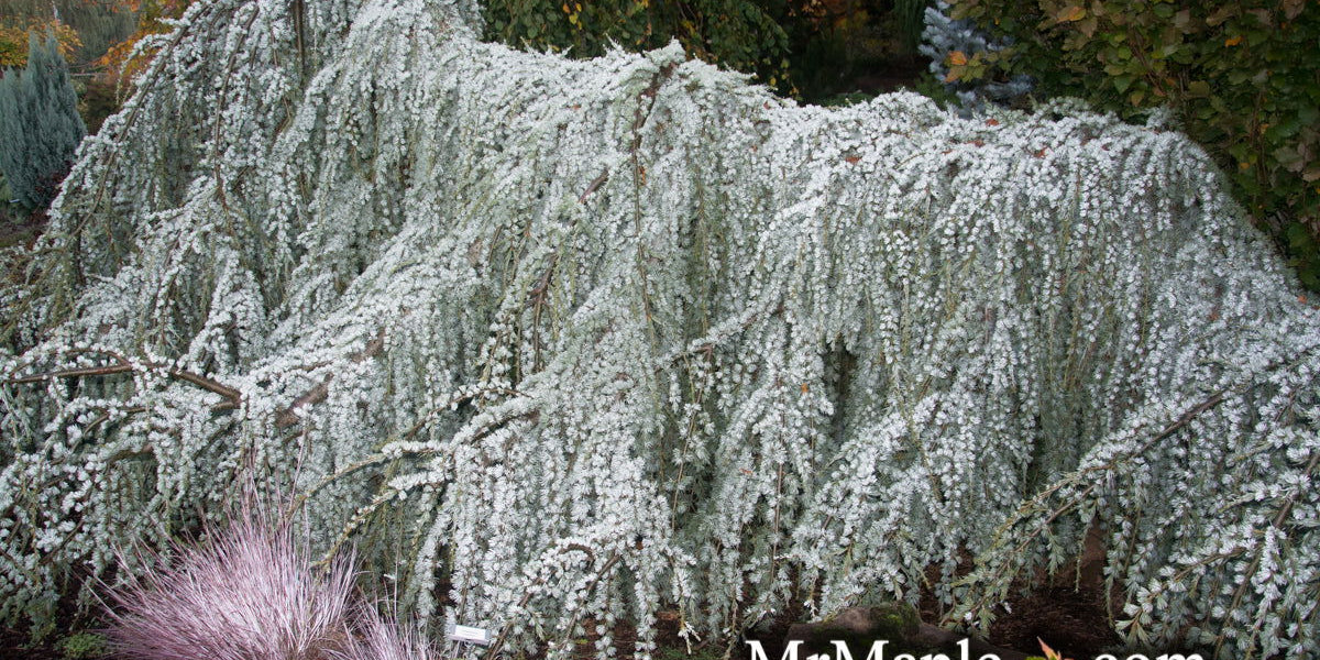 Buy Cedrus atlantica 'Glauca Pendula' Weeping Blue Atlas Cedar — Mr Maple │  Buy Japanese Maple Trees