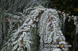 - Cedrus atlantica 'Glauca Pendula' Weeping Blue Atlas Cedar - Mr Maple │ Buy Japanese Maple Trees