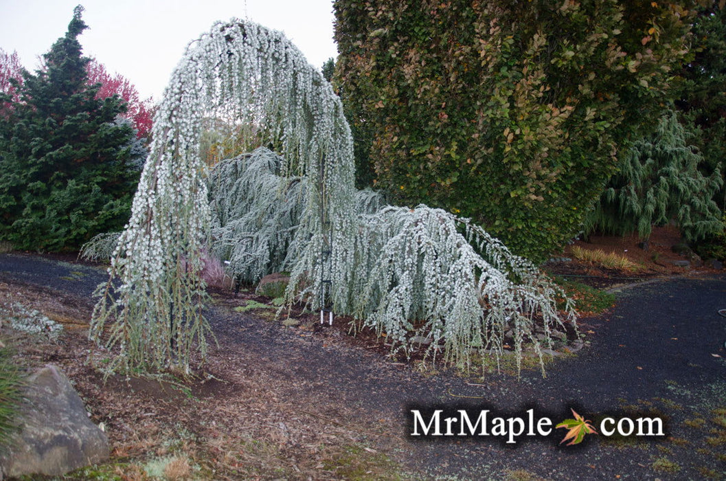 - Cedrus atlantica 'Glauca Pendula' Weeping Blue Atlas Cedar - Mr Maple │ Buy Japanese Maple Trees