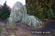 - Cedrus atlantica 'Glauca Pendula' Weeping Blue Atlas Cedar - Mr Maple │ Buy Japanese Maple Trees