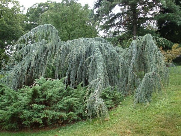 - Cedrus atlantica 'Glauca Pendula' Weeping Blue Atlas Cedar - Mr Maple │ Buy Japanese Maple Trees