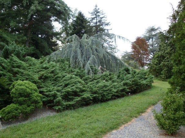 - Cedrus atlantica 'Glauca Pendula' Weeping Blue Atlas Cedar - Mr Maple │ Buy Japanese Maple Trees