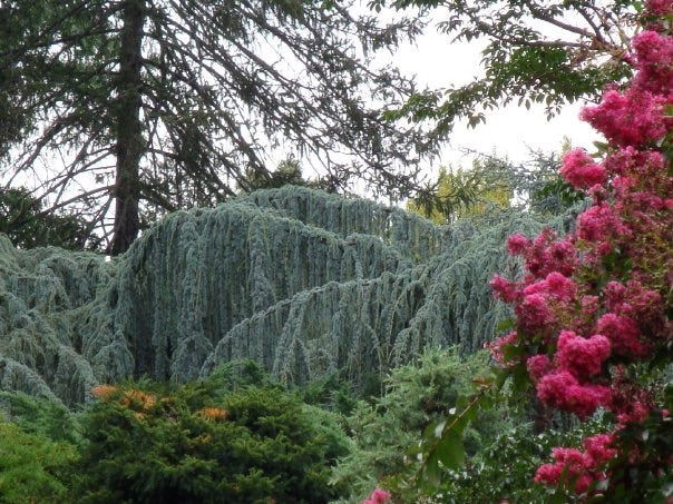 - Cedrus atlantica 'Glauca Pendula' Weeping Blue Atlas Cedar - Mr Maple │ Buy Japanese Maple Trees