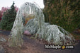 - Cedrus atlantica 'Glauca Pendula' Weeping Blue Atlas Cedar - Mr Maple │ Buy Japanese Maple Trees