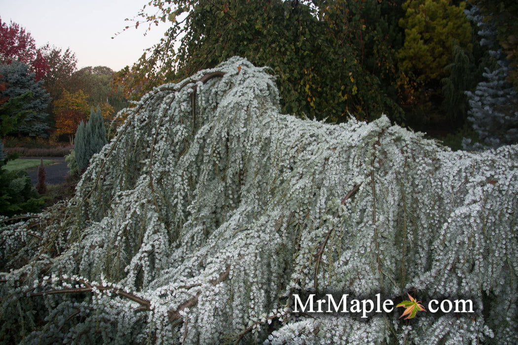 - Cedrus atlantica 'Glauca Pendula' Weeping Blue Atlas Cedar - Mr Maple │ Buy Japanese Maple Trees