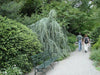 - Cedrus atlantica 'Glauca Pendula' Weeping Blue Atlas Cedar - Mr Maple │ Buy Japanese Maple Trees