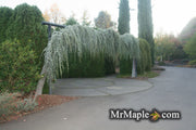 - Cedrus atlantica 'Glauca Pendula' Weeping Blue Atlas Cedar - Mr Maple │ Buy Japanese Maple Trees