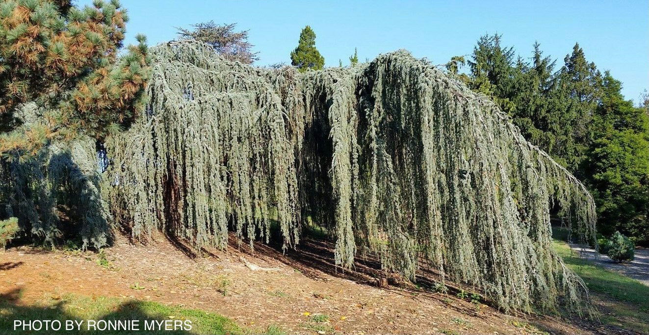 - Cedrus atlantica 'Glauca Pendula' Weeping Blue Atlas Cedar - Mr Maple │ Buy Japanese Maple Trees