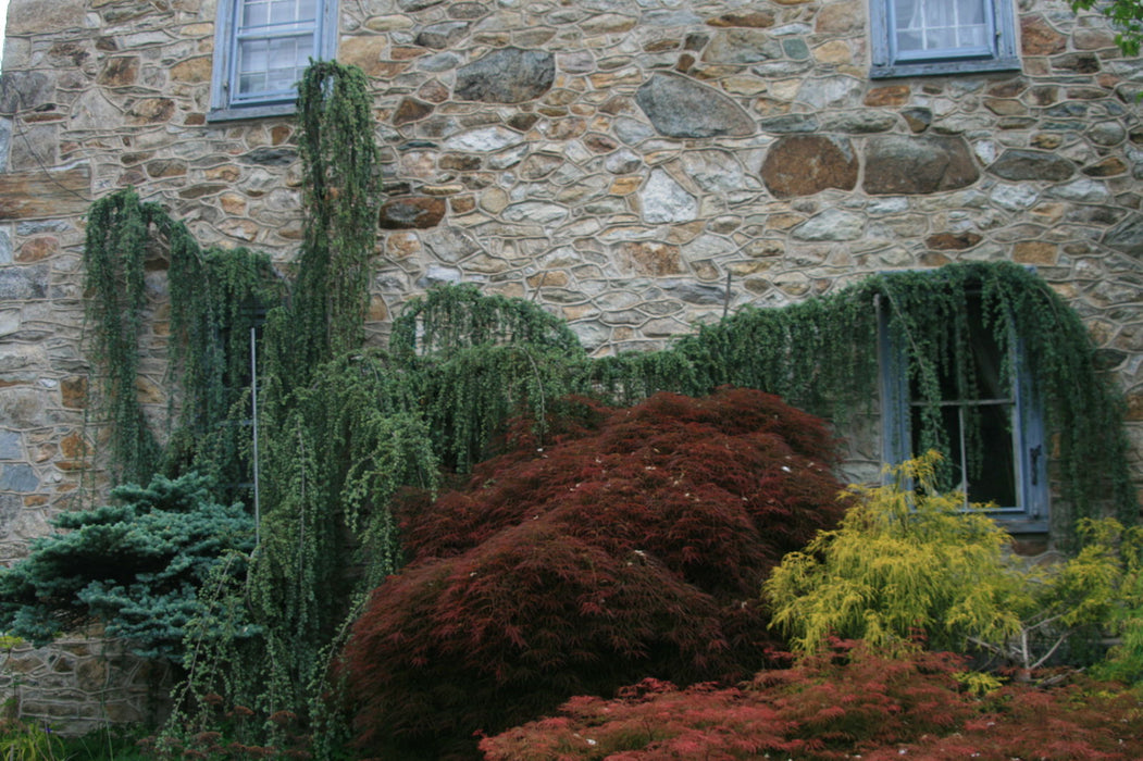 - Cedrus atlantica 'Glauca Pendula' Weeping Blue Atlas Cedar - Mr Maple │ Buy Japanese Maple Trees