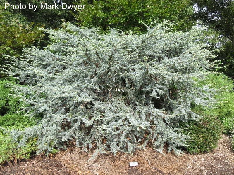- Cedrus atlantica 'Horstmann' Blue Atlas Cedar - Mr Maple │ Buy Japanese Maple Trees