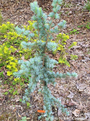 - Cedrus atlantica 'Horstmann' Blue Atlas Cedar - Mr Maple │ Buy Japanese Maple Trees