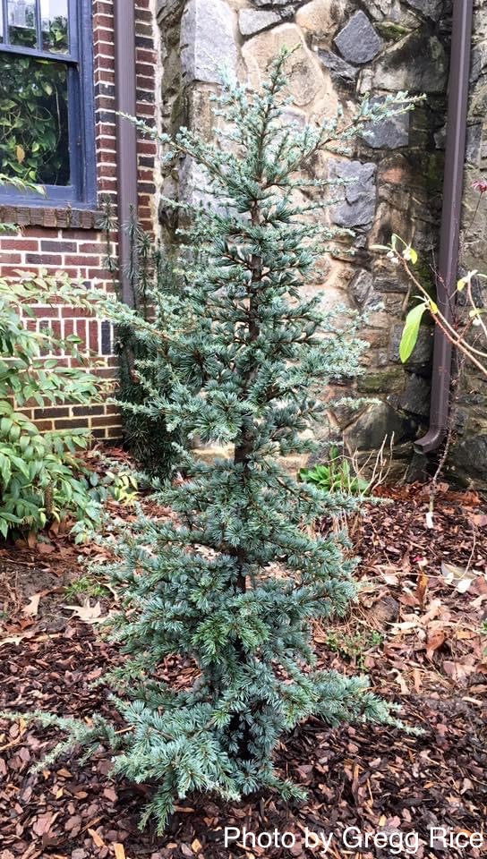 - Cedrus atlantica 'Horstmann' Blue Atlas Cedar - Mr Maple │ Buy Japanese Maple Trees