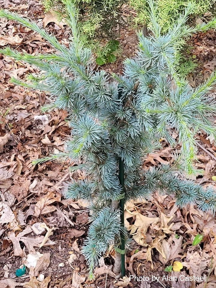 - Cedrus atlantica 'Horstmann' Blue Atlas Cedar - Mr Maple │ Buy Japanese Maple Trees