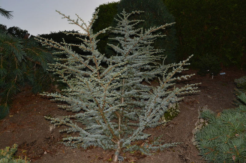 - Cedrus atlantica 'Horstmann' Blue Atlas Cedar - Mr Maple │ Buy Japanese Maple Trees