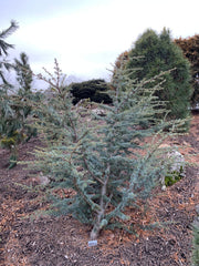 - Cedrus atlantica 'Horstmann' Blue Atlas Cedar - Mr Maple │ Buy Japanese Maple Trees