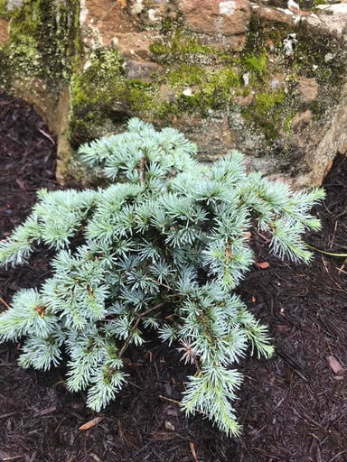 - Cedrus atlantica 'Sapphire Nymph' Dwarf Blue Atlas Cedar - Mr Maple │ Buy Japanese Maple Trees
