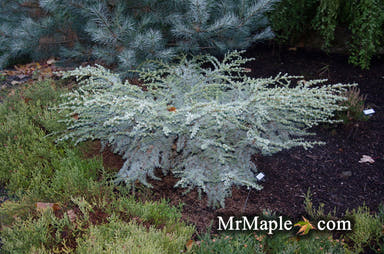 - Cedrus atlantica 'Sapphire Nymph' Dwarf Blue Atlas Cedar - Mr Maple │ Buy Japanese Maple Trees