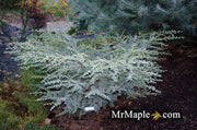 - Cedrus atlantica 'Sapphire Nymph' Dwarf Blue Atlas Cedar - Mr Maple │ Buy Japanese Maple Trees