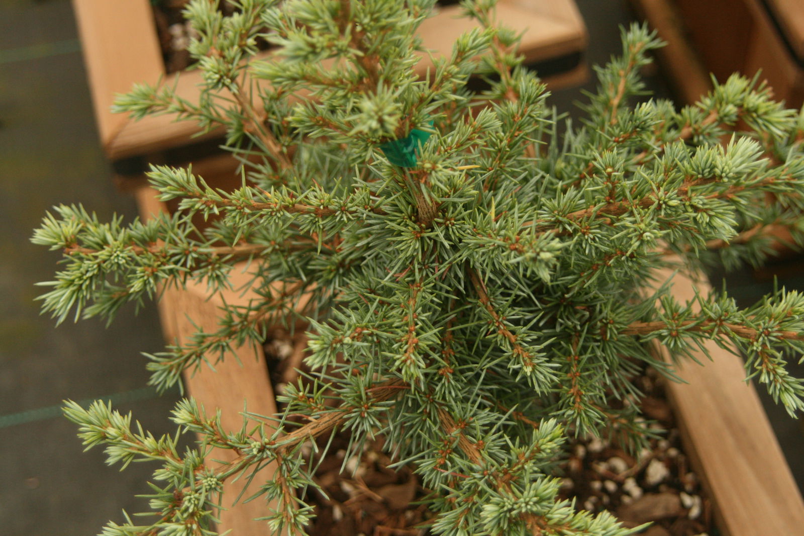 Buy Cedrus atlantica 'Sapphire Nymph' Dwarf Blue Atlas Cedar — Mr