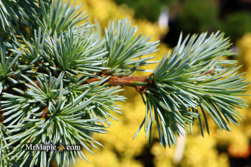 - Cedrus atlantica 'Sapphire Nymph' Dwarf Blue Atlas Cedar - Mr Maple │ Buy Japanese Maple Trees