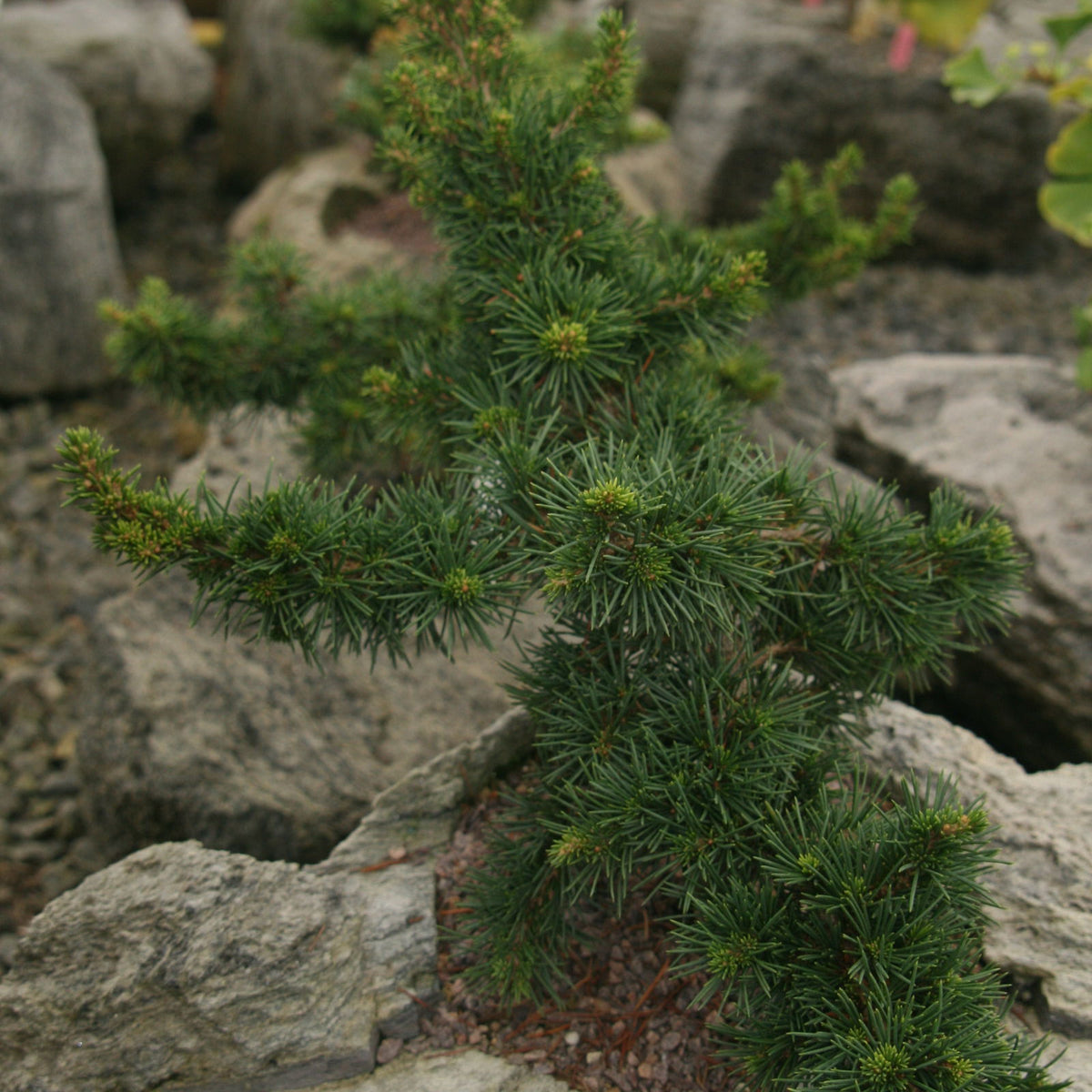 Cedrus_brevifolia_Kenwith_Dwar