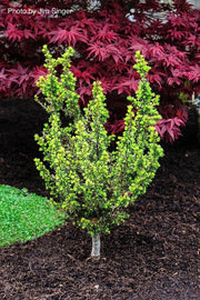 - Cedrus brevifolia 'Kenwith' Dwarf Cyprus Cedar - Mr Maple │ Buy Japanese Maple Trees