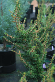 - Cedrus brevifolia 'Kenwith' Dwarf Cyprus Cedar - Mr Maple │ Buy Japanese Maple Trees