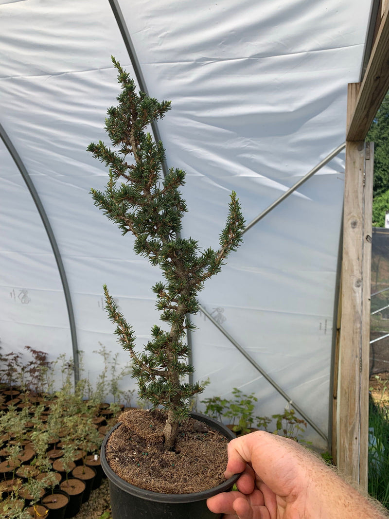 - Cedrus brevifolia 'Kenwith' Dwarf Cyprus Cedar - Mr Maple │ Buy Japanese Maple Trees