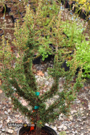 - Cedrus brevifolia 'Kenwith' Dwarf Cyprus Cedar - Mr Maple │ Buy Japanese Maple Trees