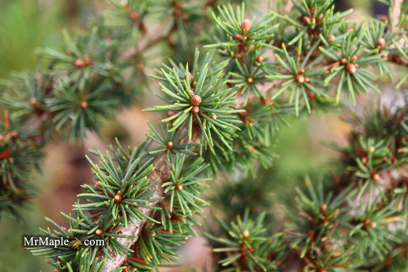 - Cedrus brevifolia 'Kenwith' Dwarf Cyprus Cedar - Mr Maple │ Buy Japanese Maple Trees