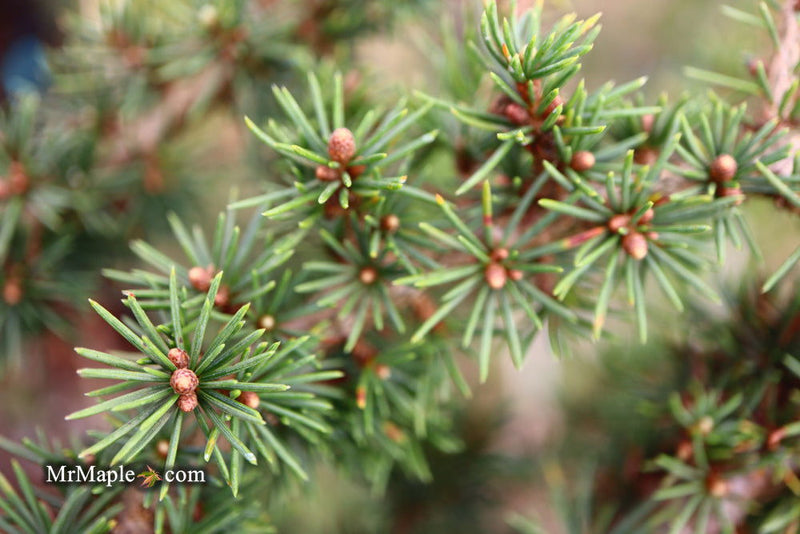 - Cedrus brevifolia 'Kenwith' Dwarf Cyprus Cedar - Mr Maple │ Buy Japanese Maple Trees