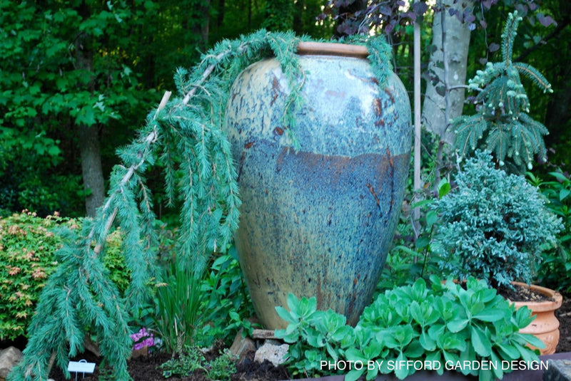 - Cedrus deodara 'Blue Snake' Weeping Deodara Cedar - Mr Maple │ Buy Japanese Maple Trees