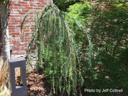 - Cedrus deodara 'Blue Snake' Weeping Deodara Cedar - Mr Maple │ Buy Japanese Maple Trees
