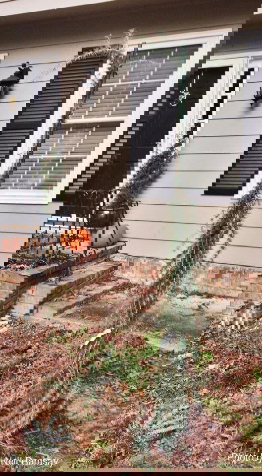 - Cedrus deodara 'Blue Snake' Weeping Deodara Cedar - Mr Maple │ Buy Japanese Maple Trees