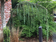 - Cedrus deodara 'Blue Snake' Weeping Deodara Cedar - Mr Maple │ Buy Japanese Maple Trees